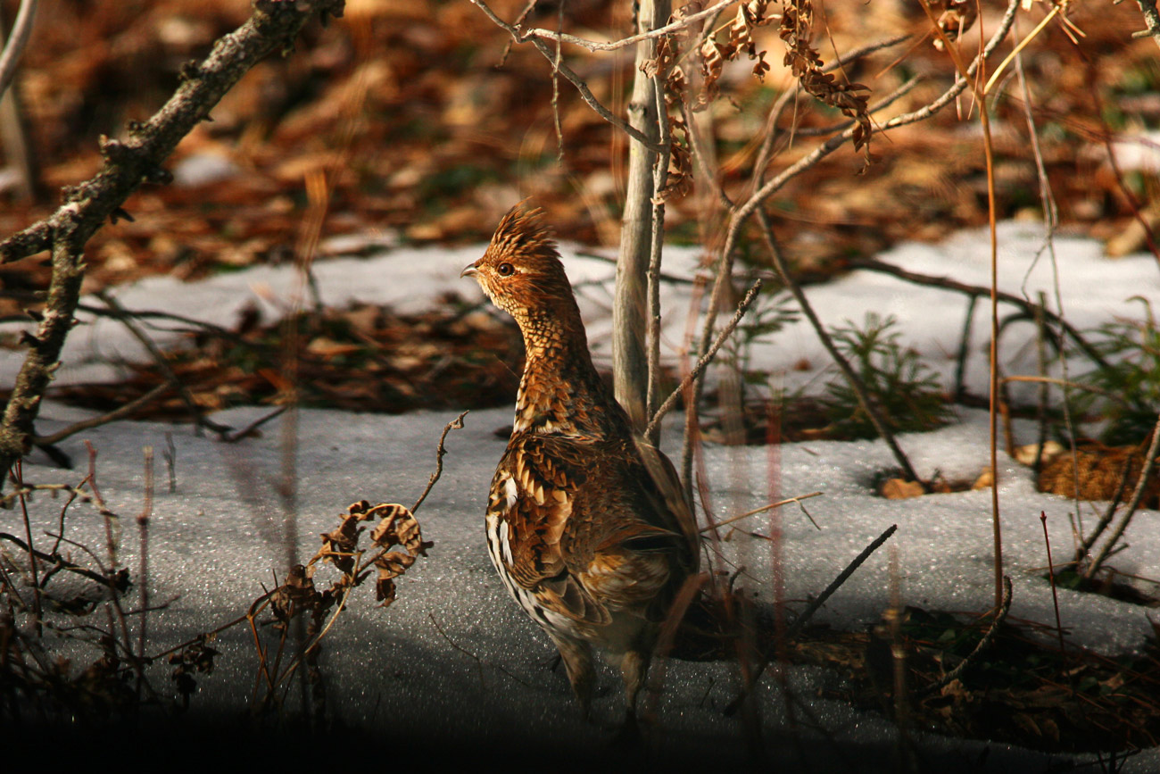 pennsylvaniaruffedgrouseinsnow Photos by Amanda Wilson