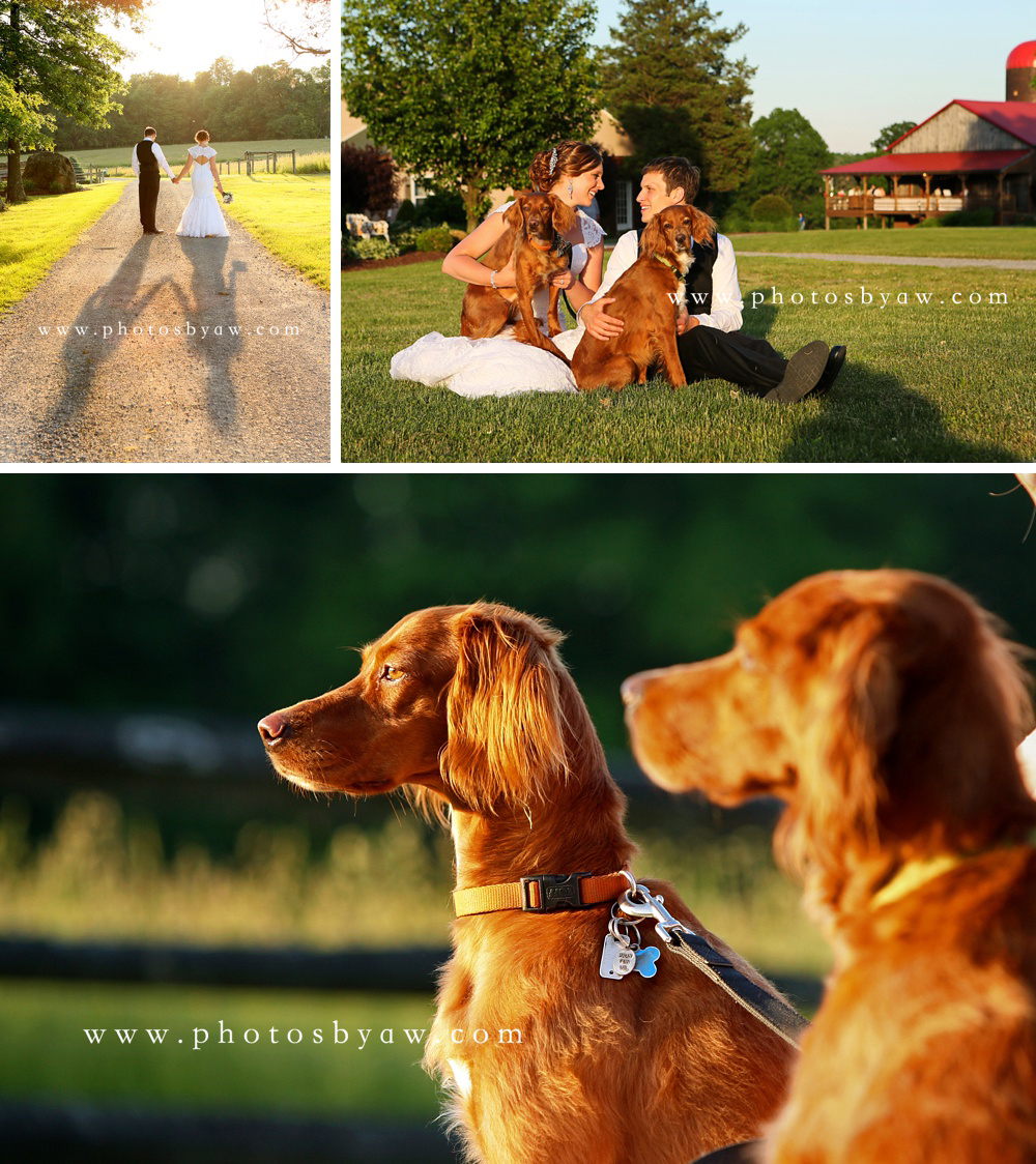 bride_and_groom_shadow_bride_and_groom_with_dogs