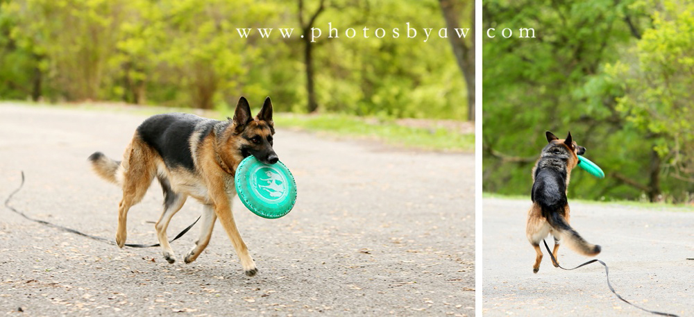 german_shepherd_frisbee