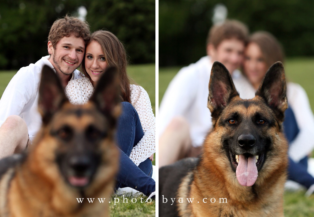 german_shepherd_photo_session