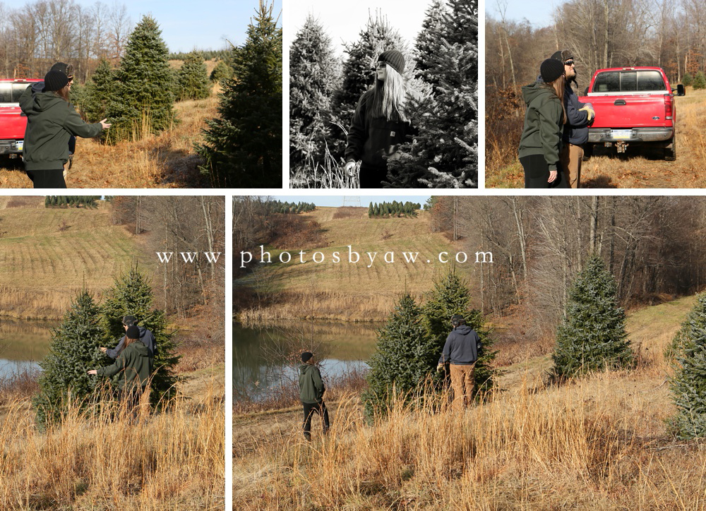 cutting christmas tree