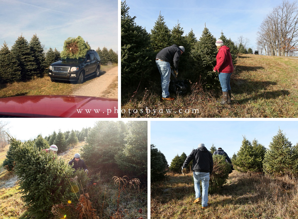 hauling christmas tree on roof