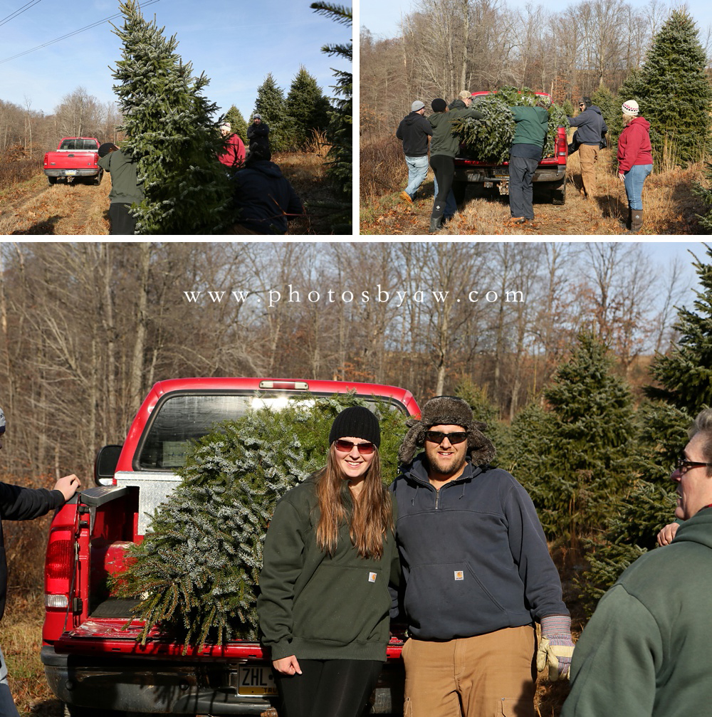 christmas photos in tree field