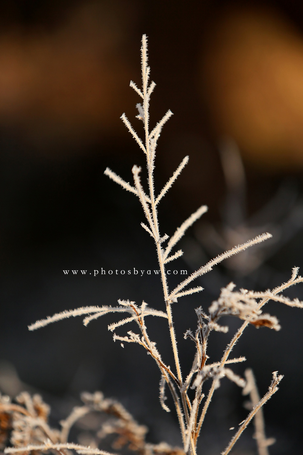 heavy frost on grass