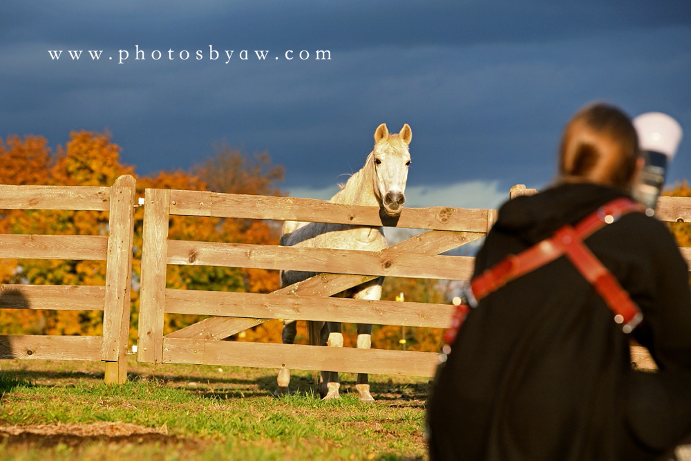 photographer working with horses