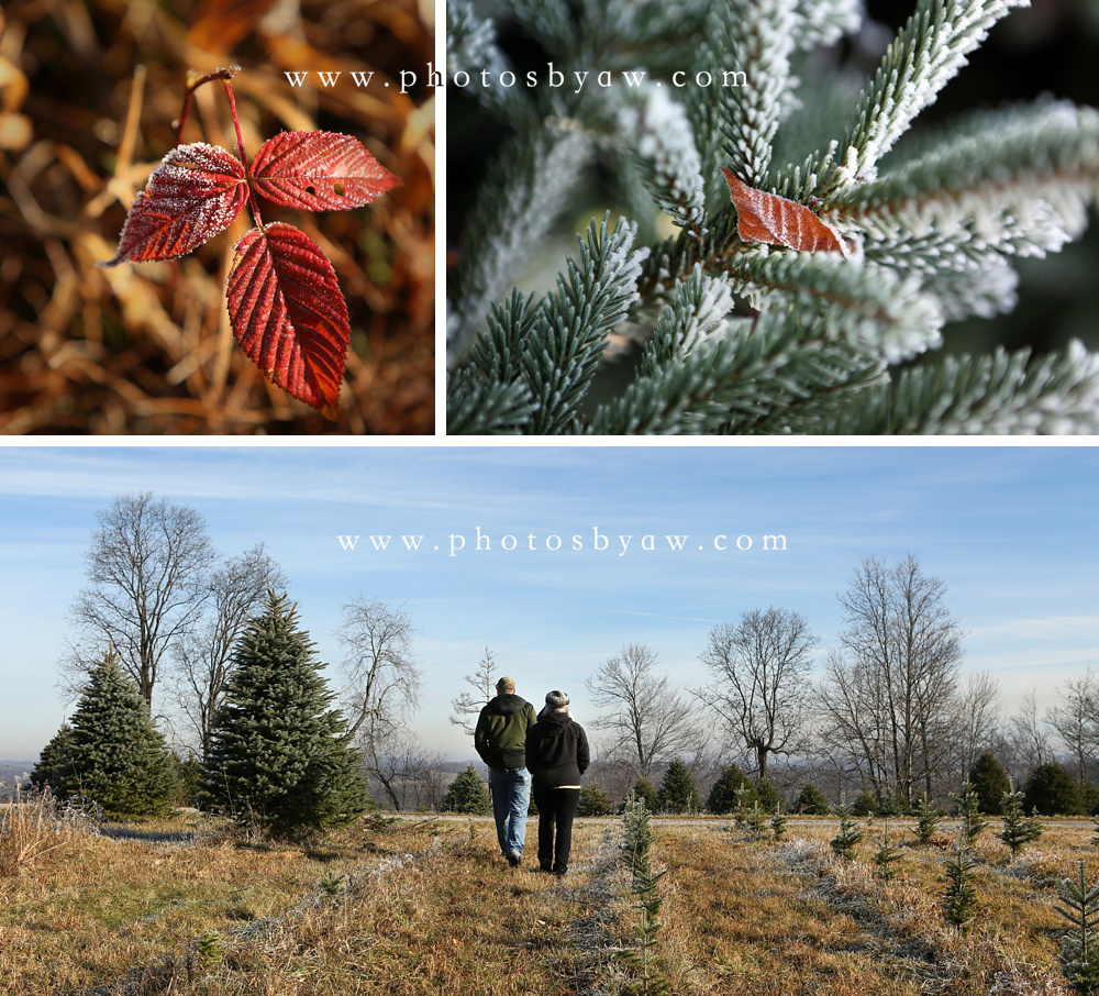 christmas tree farm