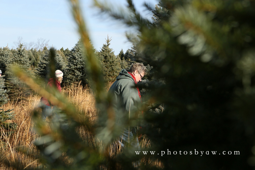 christmas tree field