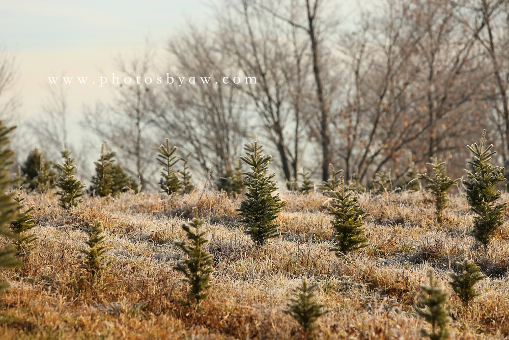 christmas tree field