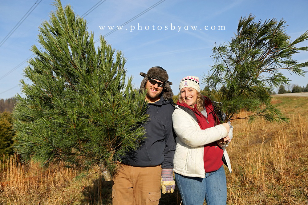 christmas tree field photo session