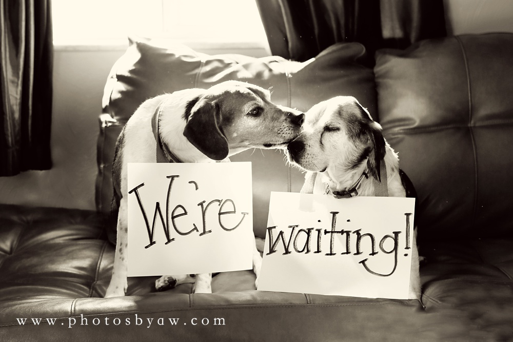 dog-baby-announcement
