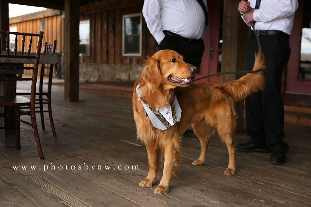 wedding-dog-photos