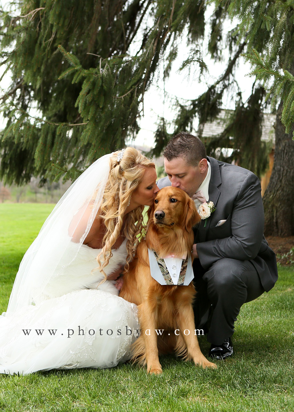 golden-retriever-tuxedo