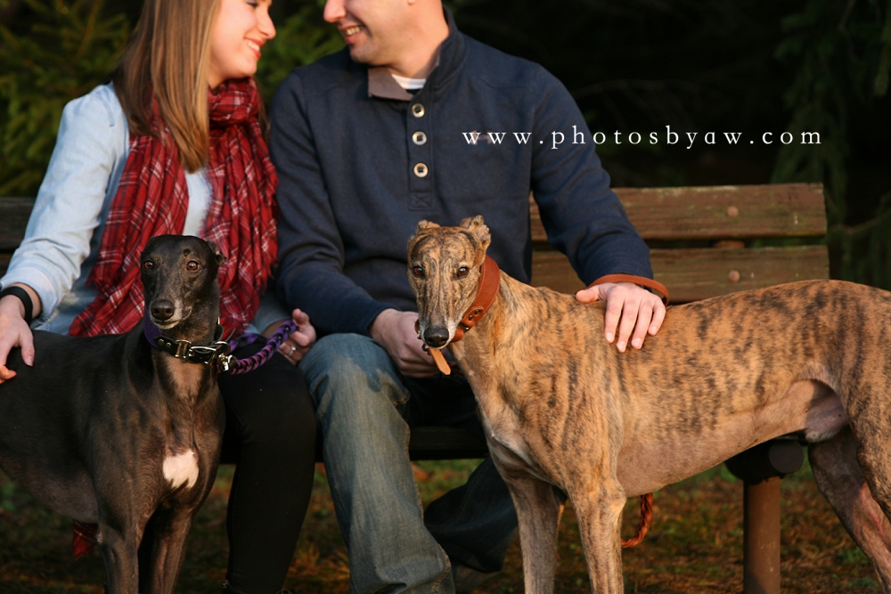 greyhound_rescue_love