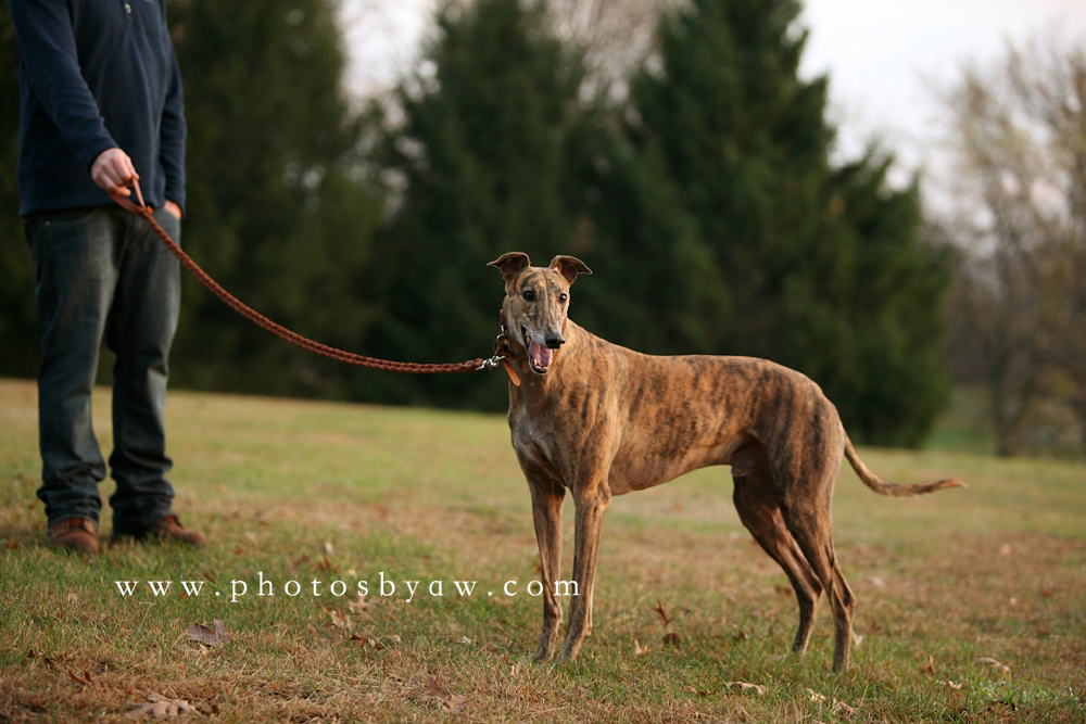 fall_engagement_photos_with_dogs