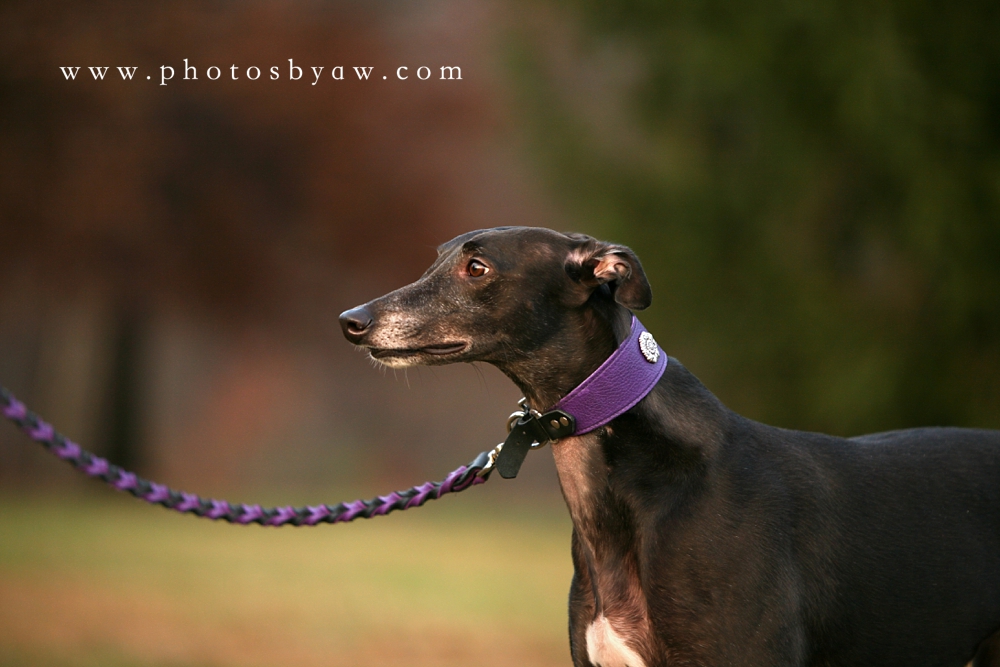 black_greyhound_dog