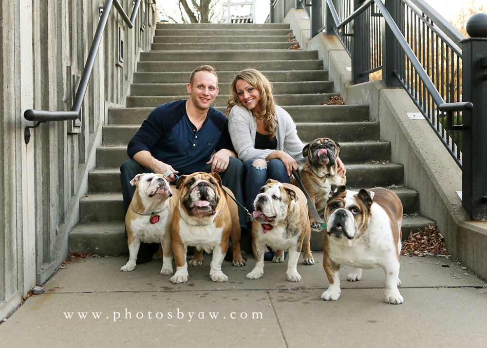 bulldog_pet_portraits