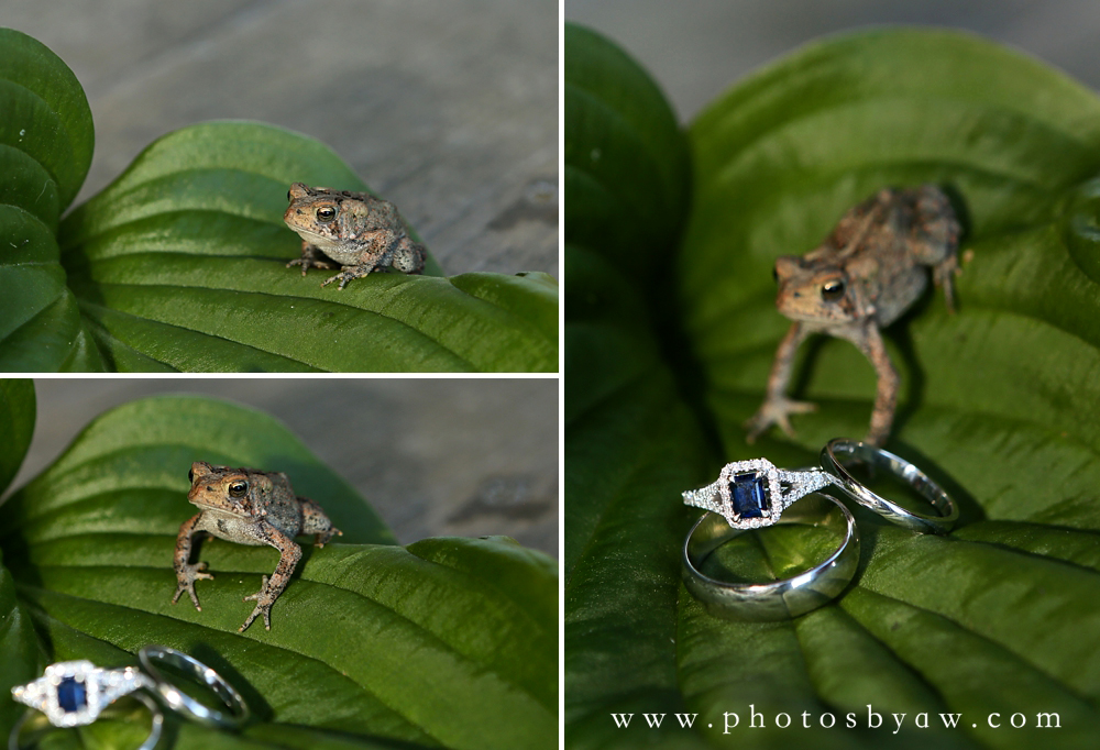 wedding_ring_shot_frog