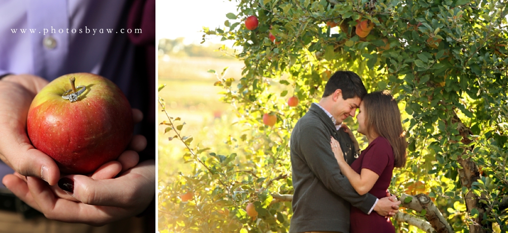 apple orchard engagement