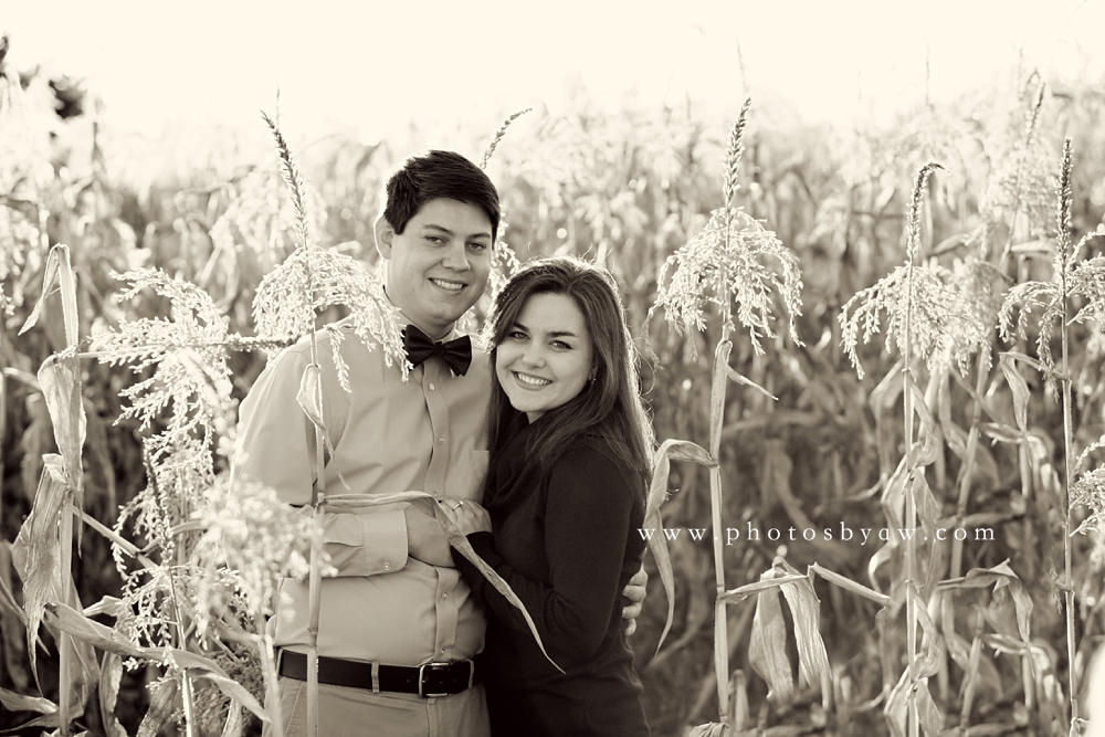 cornfield engagement photos