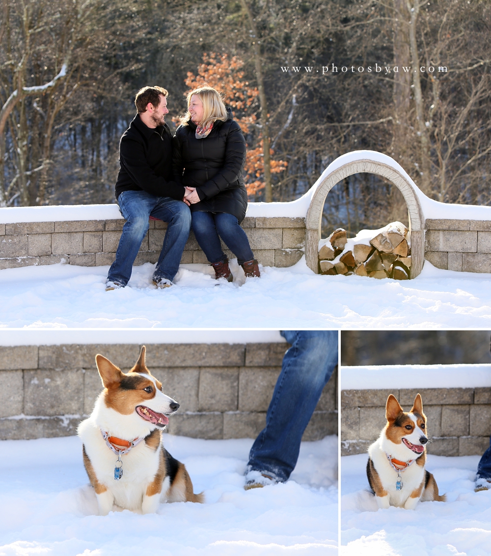 snow dog engagement