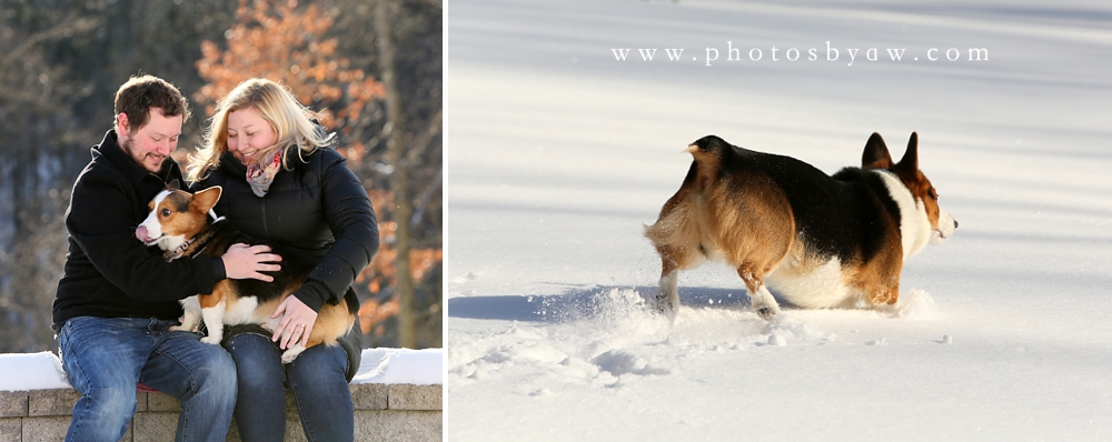 corgi snow engagement session