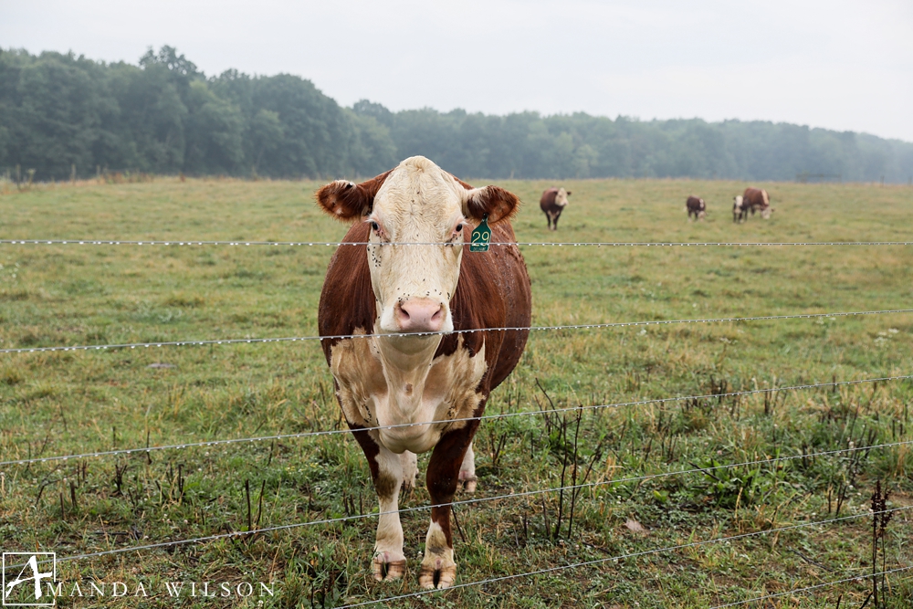 amrstrong_farms_westminster_preserve_cow