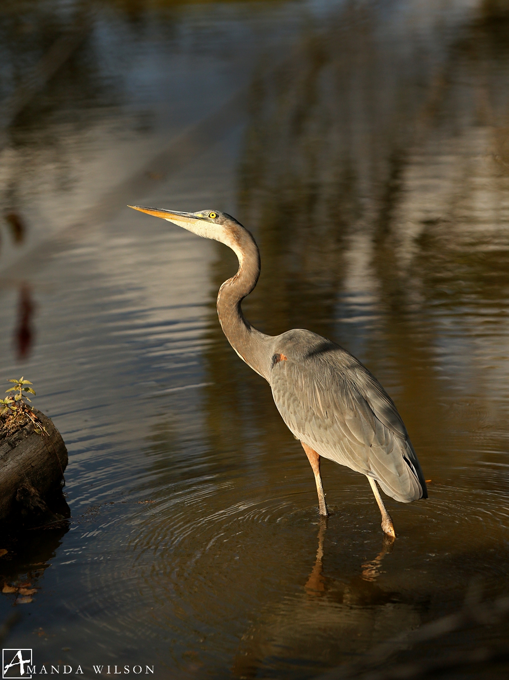 audubon_society_blue_heron